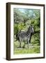 Awesome South Africa Collection - Burchell's Zebra III-Philippe Hugonnard-Framed Photographic Print