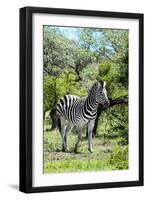 Awesome South Africa Collection - Burchell's Zebra III-Philippe Hugonnard-Framed Photographic Print