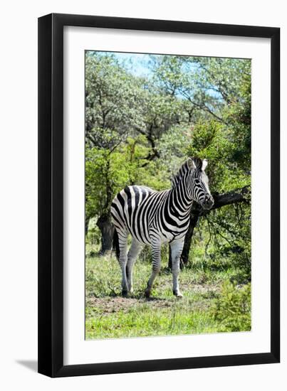 Awesome South Africa Collection - Burchell's Zebra III-Philippe Hugonnard-Framed Photographic Print