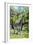 Awesome South Africa Collection - Burchell's Zebra III-Philippe Hugonnard-Framed Photographic Print