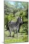 Awesome South Africa Collection - Burchell's Zebra III-Philippe Hugonnard-Mounted Photographic Print