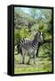 Awesome South Africa Collection - Burchell's Zebra III-Philippe Hugonnard-Framed Stretched Canvas