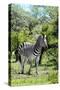 Awesome South Africa Collection - Burchell's Zebra III-Philippe Hugonnard-Stretched Canvas