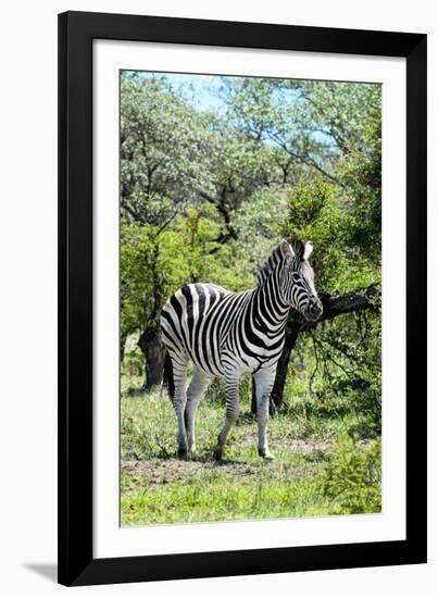 Awesome South Africa Collection - Burchell's Zebra III-Philippe Hugonnard-Framed Photographic Print