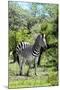 Awesome South Africa Collection - Burchell's Zebra III-Philippe Hugonnard-Mounted Photographic Print