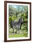 Awesome South Africa Collection - Burchell's Zebra III-Philippe Hugonnard-Framed Photographic Print