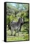 Awesome South Africa Collection - Burchell's Zebra III-Philippe Hugonnard-Framed Stretched Canvas