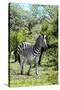 Awesome South Africa Collection - Burchell's Zebra III-Philippe Hugonnard-Stretched Canvas