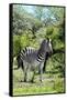 Awesome South Africa Collection - Burchell's Zebra III-Philippe Hugonnard-Framed Stretched Canvas