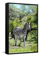 Awesome South Africa Collection - Burchell's Zebra III-Philippe Hugonnard-Framed Stretched Canvas