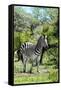 Awesome South Africa Collection - Burchell's Zebra III-Philippe Hugonnard-Framed Stretched Canvas