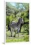 Awesome South Africa Collection - Burchell's Zebra III-Philippe Hugonnard-Framed Photographic Print