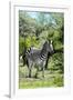 Awesome South Africa Collection - Burchell's Zebra III-Philippe Hugonnard-Framed Photographic Print