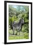 Awesome South Africa Collection - Burchell's Zebra III-Philippe Hugonnard-Framed Photographic Print