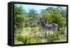 Awesome South Africa Collection - Burchell's Zebra IV-Philippe Hugonnard-Framed Stretched Canvas