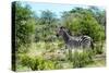 Awesome South Africa Collection - Burchell's Zebra IV-Philippe Hugonnard-Stretched Canvas