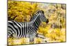 Awesome South Africa Collection - Burchell's Zebra IX-Philippe Hugonnard-Mounted Photographic Print