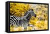 Awesome South Africa Collection - Burchell's Zebra IX-Philippe Hugonnard-Framed Stretched Canvas