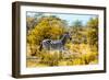 Awesome South Africa Collection - Burchell's Zebra V-Philippe Hugonnard-Framed Photographic Print