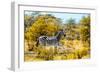 Awesome South Africa Collection - Burchell's Zebra V-Philippe Hugonnard-Framed Photographic Print