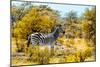 Awesome South Africa Collection - Burchell's Zebra V-Philippe Hugonnard-Mounted Photographic Print