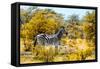 Awesome South Africa Collection - Burchell's Zebra V-Philippe Hugonnard-Framed Stretched Canvas