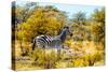 Awesome South Africa Collection - Burchell's Zebra V-Philippe Hugonnard-Stretched Canvas