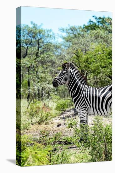 Awesome South Africa Collection - Burchell's Zebra VI-Philippe Hugonnard-Stretched Canvas