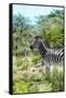 Awesome South Africa Collection - Burchell's Zebra VI-Philippe Hugonnard-Framed Stretched Canvas
