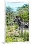 Awesome South Africa Collection - Burchell's Zebra VI-Philippe Hugonnard-Framed Photographic Print