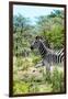 Awesome South Africa Collection - Burchell's Zebra VI-Philippe Hugonnard-Framed Photographic Print