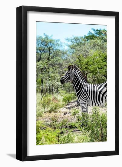 Awesome South Africa Collection - Burchell's Zebra VI-Philippe Hugonnard-Framed Photographic Print