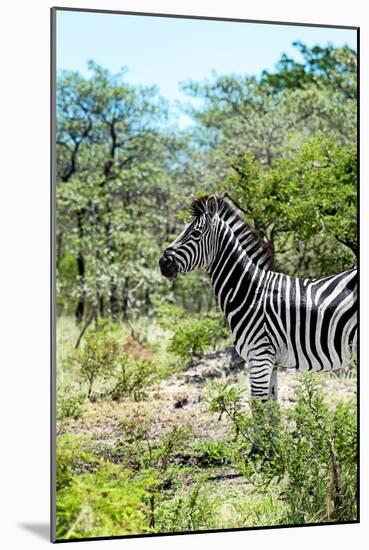 Awesome South Africa Collection - Burchell's Zebra VI-Philippe Hugonnard-Mounted Photographic Print