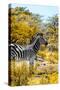 Awesome South Africa Collection - Burchell's Zebra VII-Philippe Hugonnard-Stretched Canvas