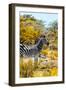 Awesome South Africa Collection - Burchell's Zebra VII-Philippe Hugonnard-Framed Photographic Print