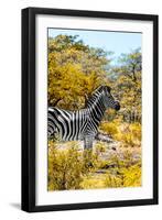 Awesome South Africa Collection - Burchell's Zebra VII-Philippe Hugonnard-Framed Photographic Print