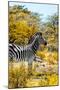 Awesome South Africa Collection - Burchell's Zebra VII-Philippe Hugonnard-Mounted Photographic Print