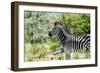 Awesome South Africa Collection - Burchell's Zebra VIII-Philippe Hugonnard-Framed Photographic Print