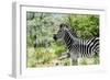 Awesome South Africa Collection - Burchell's Zebra VIII-Philippe Hugonnard-Framed Photographic Print