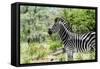 Awesome South Africa Collection - Burchell's Zebra VIII-Philippe Hugonnard-Framed Stretched Canvas