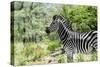 Awesome South Africa Collection - Burchell's Zebra VIII-Philippe Hugonnard-Stretched Canvas