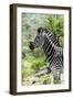 Awesome South Africa Collection - Burchell's Zebra X-Philippe Hugonnard-Framed Photographic Print