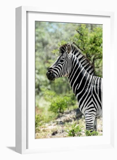 Awesome South Africa Collection - Burchell's Zebra X-Philippe Hugonnard-Framed Photographic Print