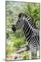 Awesome South Africa Collection - Burchell's Zebra X-Philippe Hugonnard-Mounted Photographic Print