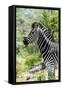 Awesome South Africa Collection - Burchell's Zebra X-Philippe Hugonnard-Framed Stretched Canvas