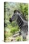 Awesome South Africa Collection - Burchell's Zebra X-Philippe Hugonnard-Stretched Canvas