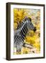 Awesome South Africa Collection - Burchell's Zebra XI-Philippe Hugonnard-Framed Photographic Print