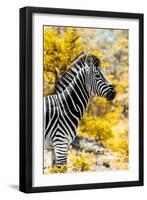 Awesome South Africa Collection - Burchell's Zebra XI-Philippe Hugonnard-Framed Photographic Print