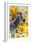 Awesome South Africa Collection - Burchell's Zebra XI-Philippe Hugonnard-Framed Photographic Print