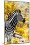 Awesome South Africa Collection - Burchell's Zebra XI-Philippe Hugonnard-Mounted Photographic Print